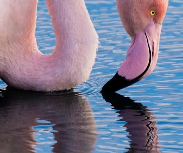 Bellavista Fronte Mare * San Benedetto del Tronto